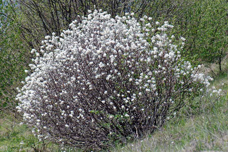 Amelanchier ovalis / Pero corvino